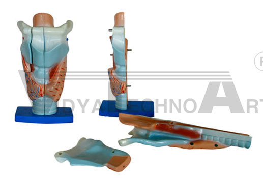 Magnified human larynx model